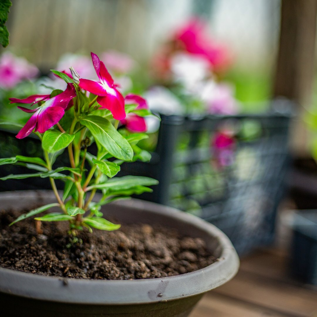 Celebrating #NationalPlantAFlowerDay!

🌺🌷🌹 What kind of flower is your favorite?

Make sure to visit and support local flower shops, plant nurseries and farms in your area - to find the closest one to you, click here: utahsown.org/producer-direc…