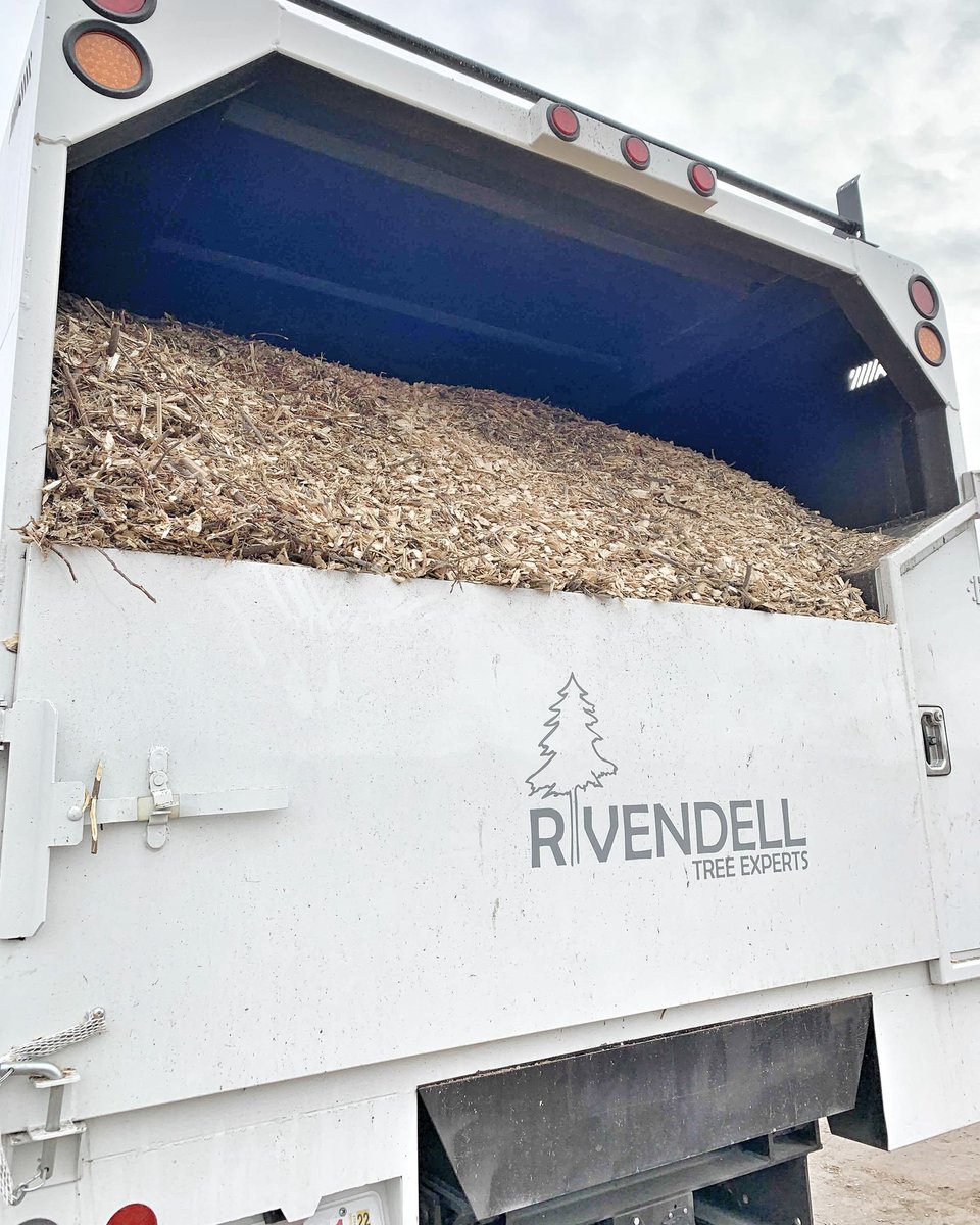 Rivendelltree's tweet photo. Fully loaded up! Download #chipdrop if you are local and are interested in a free load.
#treecare #trees #treework #treelife #treepruning #treebiz #treestuff #treeservice #arboriculture #arblife #arborist #utah #work #chipper #chips #chipping #mulch #freightliner #rivendelltree https://t.co/kfcLO1wqrt