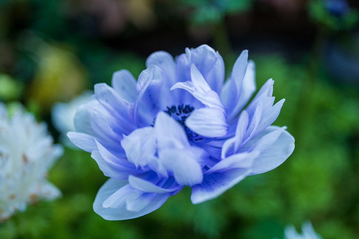 りょう おはようございます 青い花 綺麗に咲いてましたよ 名前は知らない