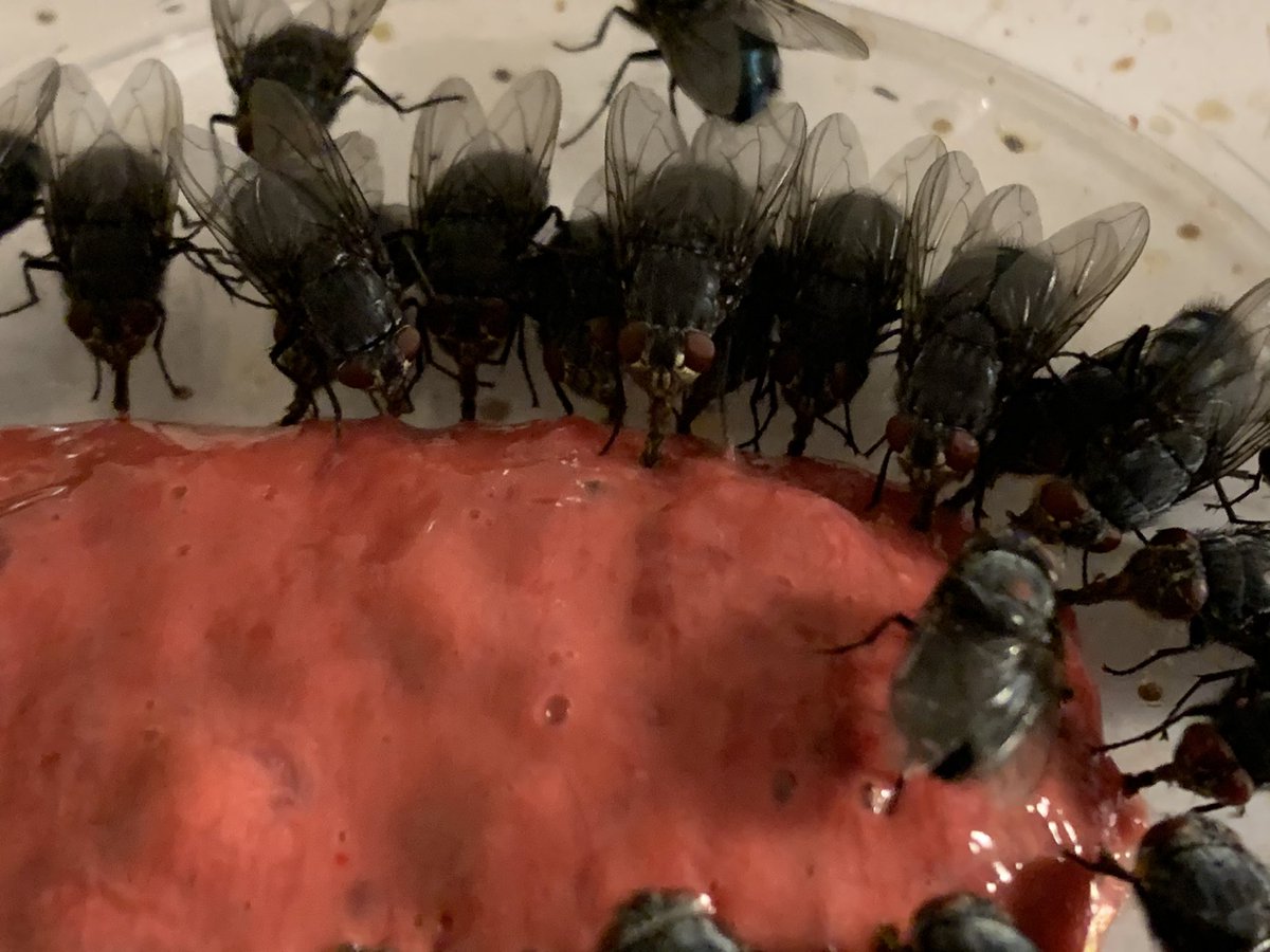 _Dawn_M's tweet image. Day 4! #feeding time. Liver smoothie went down a treat! #phdlife #forensicentomology #diptera #science