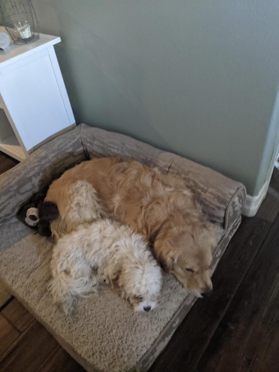 LVGambler123's tweet photo. #LuxuryIn5WordsOrLess soft fur https://t.co/AfgszA8Zkh