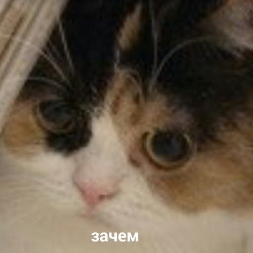 Genes1s tweet media