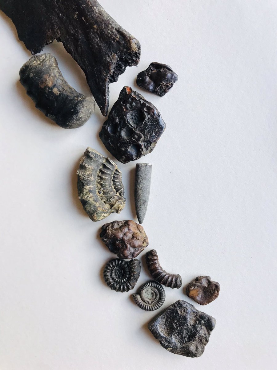 drawerofplush's tweet photo. All found in a small area of river gravel South Warwickshire #FossilFriday https://t.co/uGSZjUMhwb