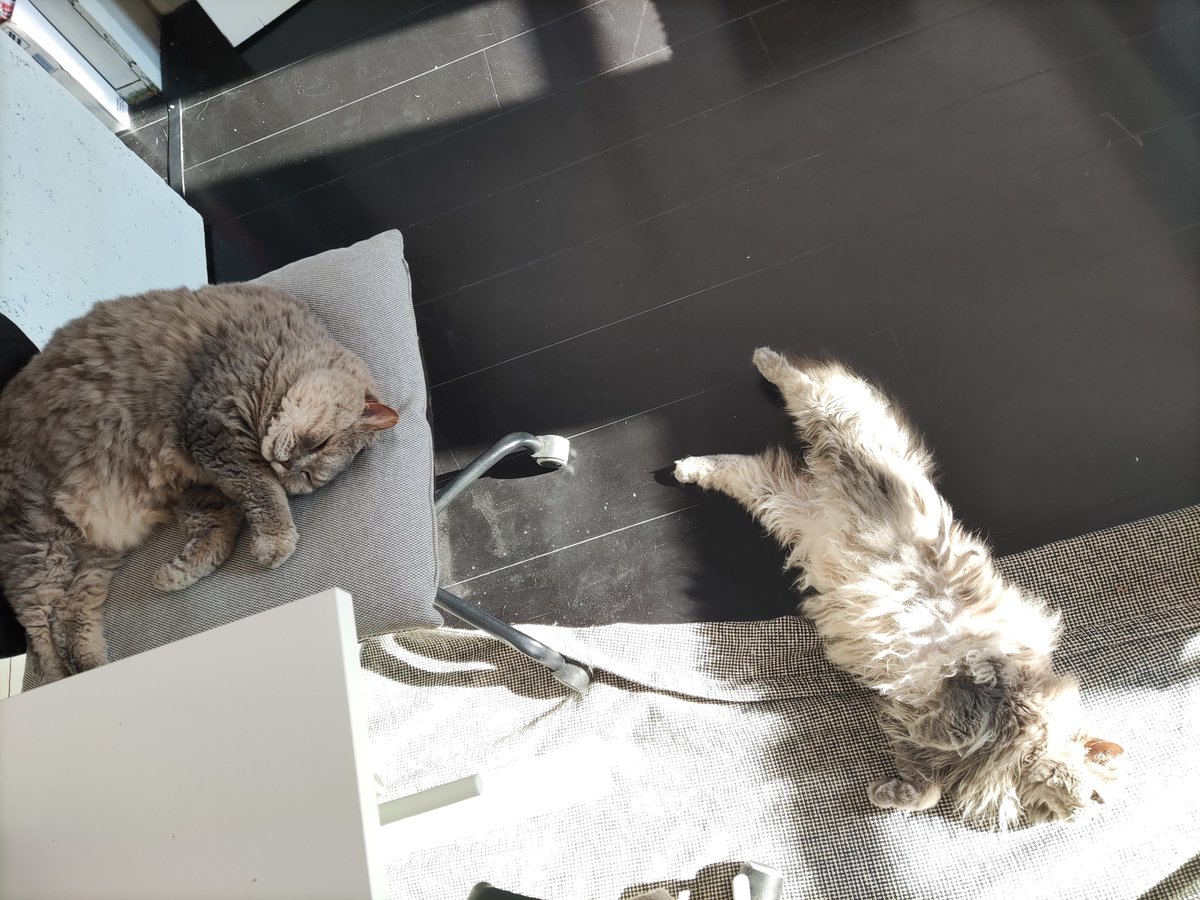 MrsBitey's tweet photo. @SigneSJohansen Must have been something in the air last night - from these two we got a 1.30 wake up call (fighting), a 5.45 (vomiting on freshly washed duvet cover) and a 6.45 (vomit #2, this time on the rug). Happy days https://t.co/DkXW9goTEq