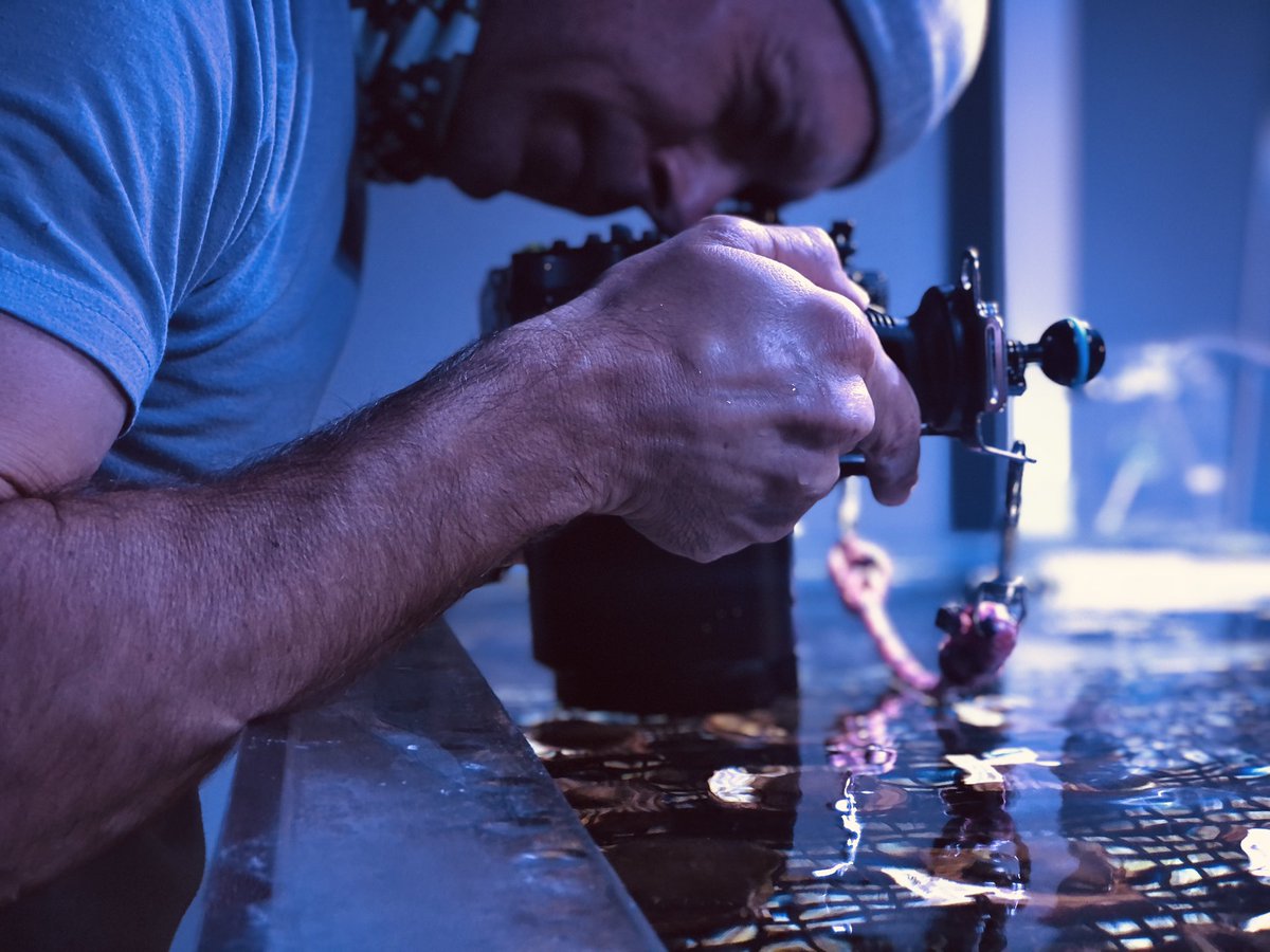 Proud to be working with photographer James Ferrara to capture the beauty of our Florida stony coral rescued from endemic zones affected by #StonyCoralTissueLossDisease. #SaveTheCoralSaveTheCoast