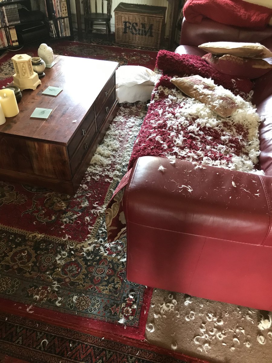 Get a working cocker they said !!!! it’ll be fun they said !!! Wonderful round the house !!!