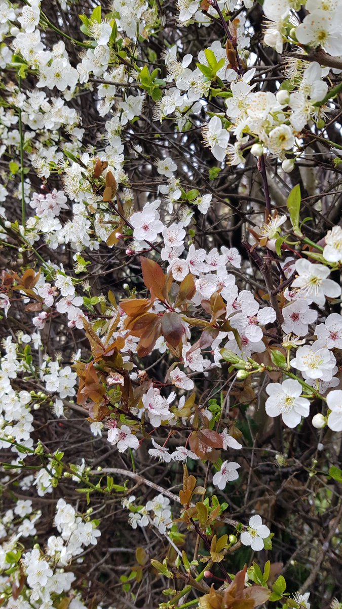 knittyliciousUK's tweet image. Hawthorn hedge covered in blossom this morning. Despite the wind, rain and hail it looks like Spring is coming. #BlossomWatch