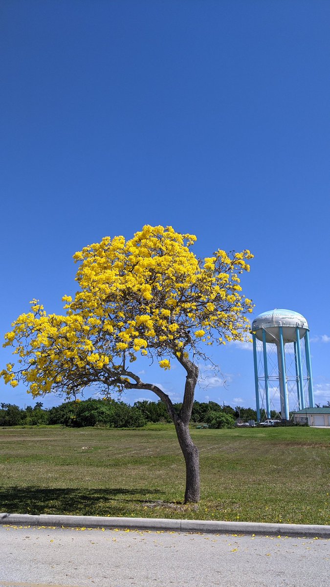 A beautiful Friday at West Lake Park!!! 
#FridayFeeling #weekendsunshine #outdoors #bluesky #goldentrumpettree