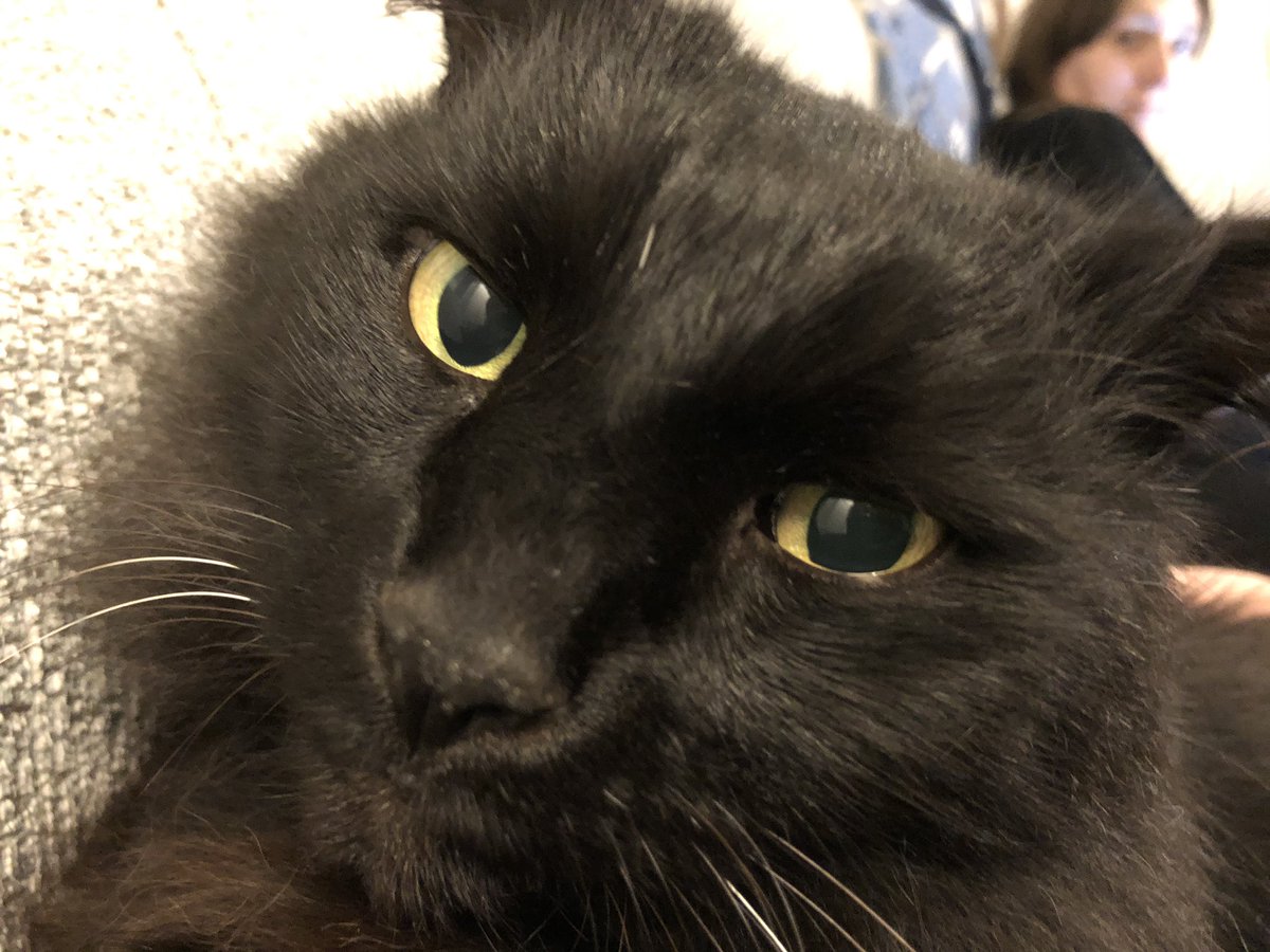 You have meats. I would like those meats #CatsOfTwitter 

More YouTube meats here: youtube.com/playlist?list=…