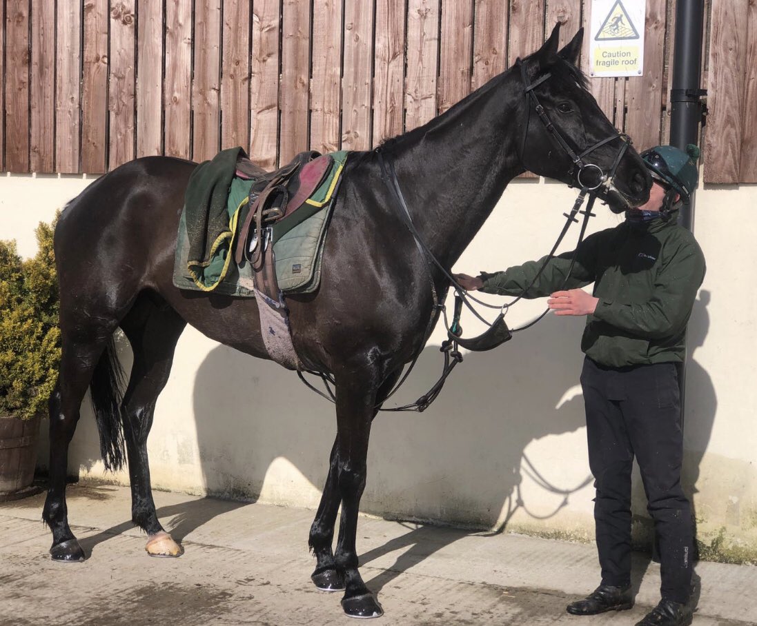 RacingRedcap's tweet photo. Abington Park (coco) by Passing Glance, looking fantastic in his preparation for his April target @PhilkirbyRacing @RacingRedcap affordable shares available https://t.co/dz6CWHPvGo