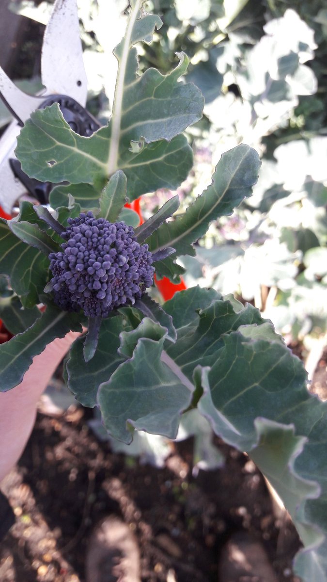 AtManorfield's tweet photo. Year 3 harvested and tasted purple-sprouting broccoli this afternoon. There were mixed reviews from the children on tasting this new veg. 🙂😝 This new growth was particularly peppery! @ManorfieldPri https://t.co/EbVTzCcbvQ