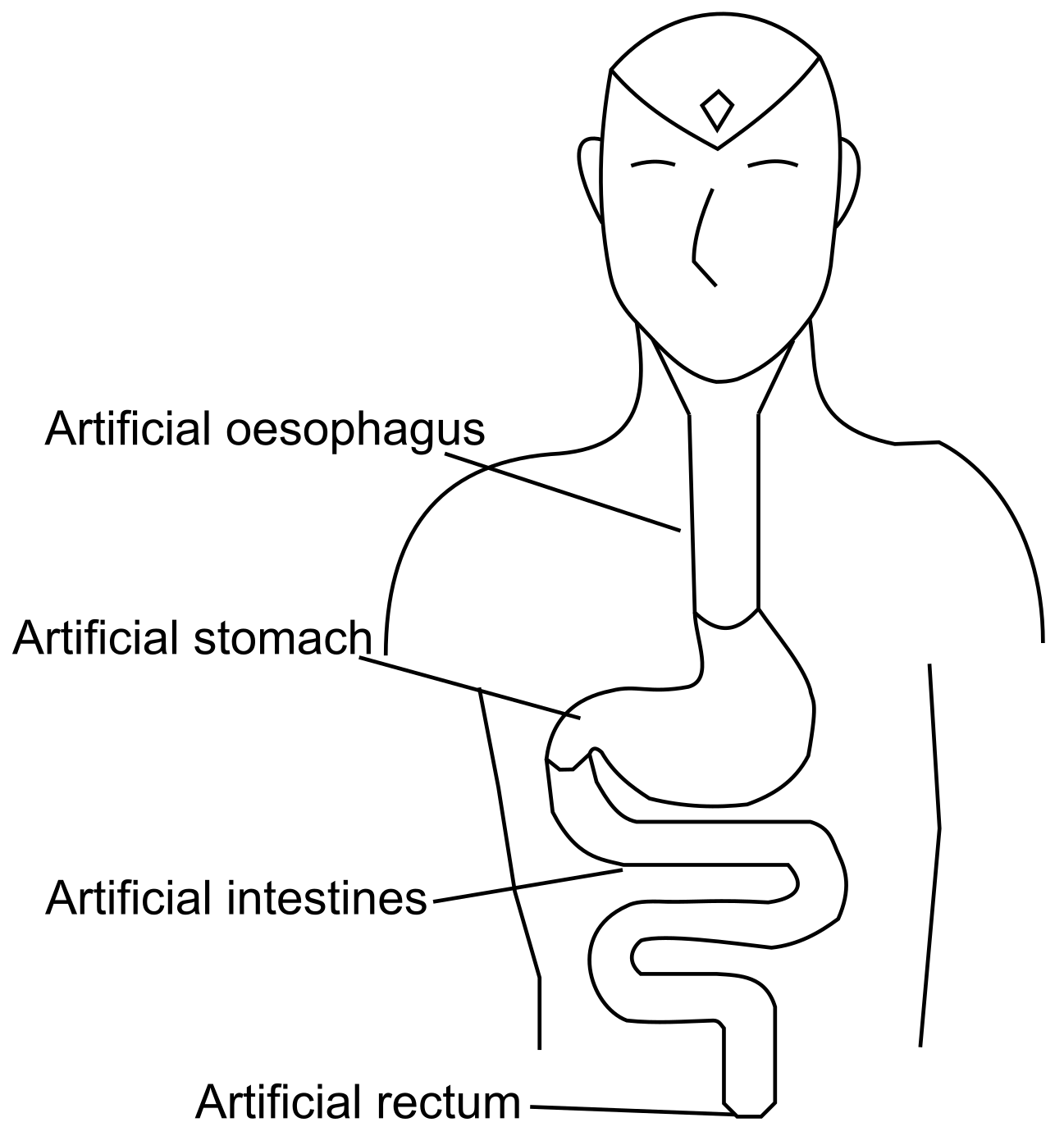free-digestive-system-coloring-pages