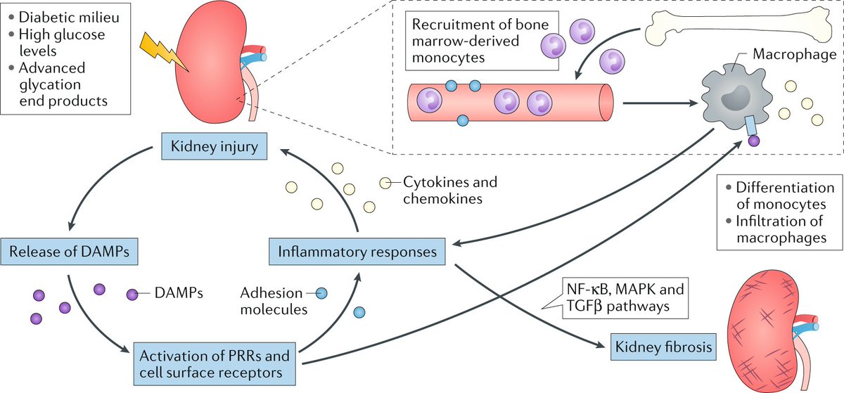 The role of inflammation in the pathogenesis of diabetic kidney disease from a Review by <a href="/sydney_tang/">Sydney Tang</a> &amp; &amp; Wai Han Yiu go.nature.com/30rf7Y9 #DKD
