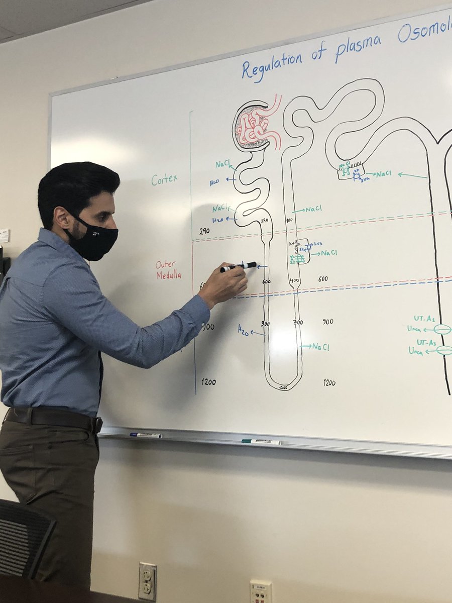 Attending physician Dr. Muner Mohamed @MunerMohamed1 lecturing on the complex countercurrent mechanism and renal water handling. @OchsnerEdu #renalphysiology #MedEd