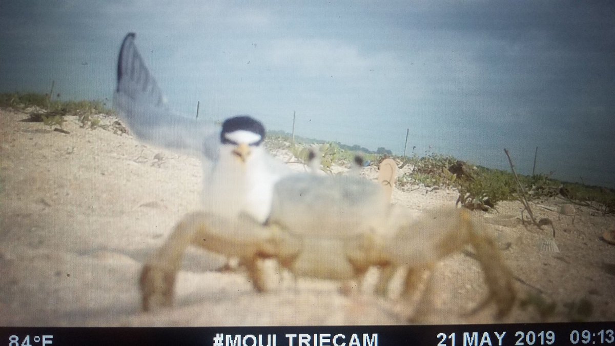 SarahMBolinger's tweet photo. @elora_grahame Sending love and my favorite game camera picture series. Seriously looks like the leastie is karate-chopping that crab and then saying, "and stay out!" and harrumphing its way back to the nest. (sorry for photos of a screen) https://t.co/aQr7JKaD7p