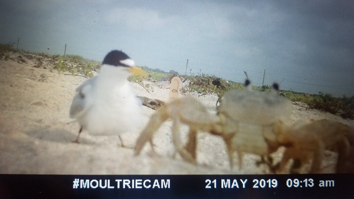 SarahMBolinger's tweet photo. @elora_grahame Sending love and my favorite game camera picture series. Seriously looks like the leastie is karate-chopping that crab and then saying, "and stay out!" and harrumphing its way back to the nest. (sorry for photos of a screen) https://t.co/aQr7JKaD7p