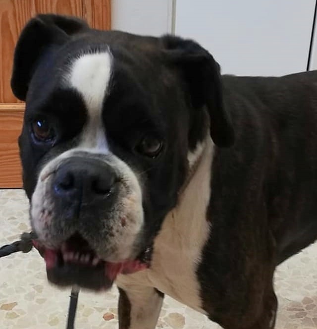 SosAbuelos1's tweet photo. #AIKA (9 AÑETES) CÁDIZ
Su dueño ya no puede atenderla... 😏. Que raro, cuando se hacen viejos ya no tienen tiempo ¡nunca me lo habría imaginado! 😂

Buscamos hogar responsable.
No está esterilizada.
Esta en Chipiona pero se envía. 

665948198 https://t.co/ZXwY0Gu9Rq