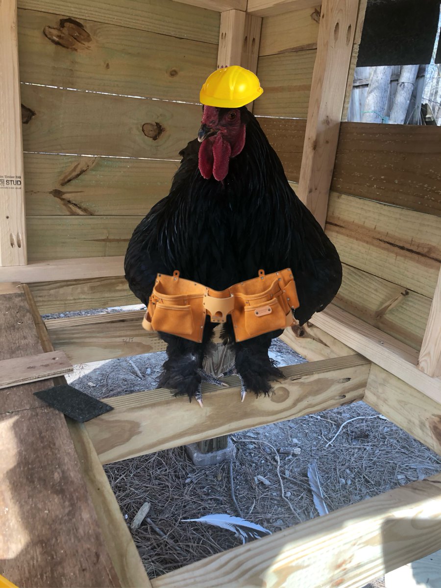 LOrpingtons's tweet image. This is Coop Code Inspector, just chicken in