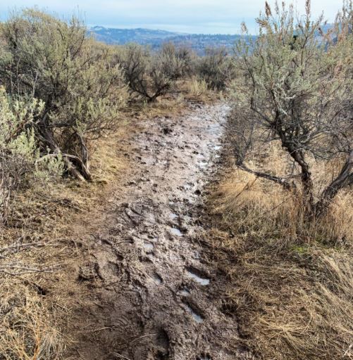 The <a href="/cityofkamloops/">City of Kamloops</a> is asking people to stay off muddy trails as it hasn't been warm enough to dry things just yet. #Kamloops lnkr.fm/pebh8