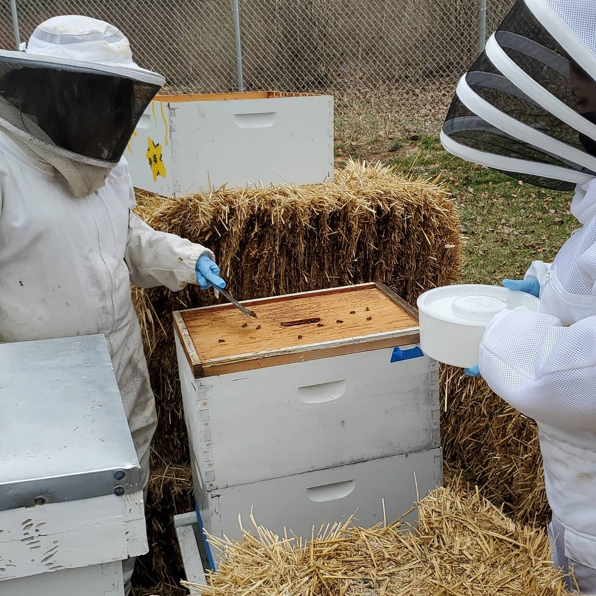 A quick trip to feed the bees and get them thinking and prepping for spring.  All in #MyHybridDayAtCTC