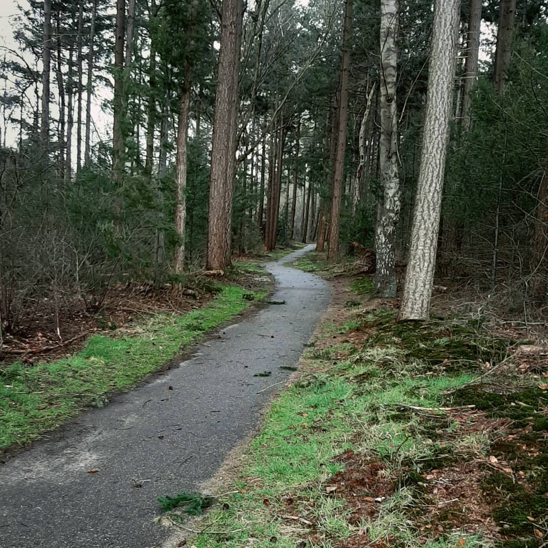 Bureau_RIS's tweet image. Wat is er passender dan na een goed gesprek over ontwerpen van sensorisch #beleeftuin voor ernstig zieke kinderen het naastgelegen bos in te duiken om tijdens een flinke regenbui de boslucht op te snuiven... #boswandeling #Elst #heuvelrug #groendoetgoed #groenontzorgd #zintuigen