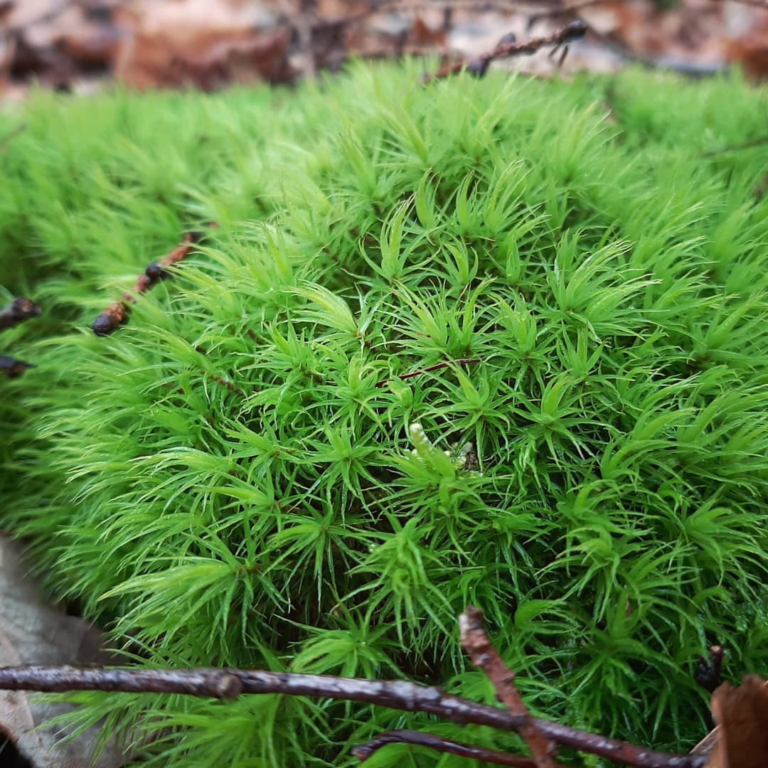 Bureau_RIS's tweet image. Wat is er passender dan na een goed gesprek over ontwerpen van sensorisch #beleeftuin voor ernstig zieke kinderen het naastgelegen bos in te duiken om tijdens een flinke regenbui de boslucht op te snuiven... #boswandeling #Elst #heuvelrug #groendoetgoed #groenontzorgd #zintuigen