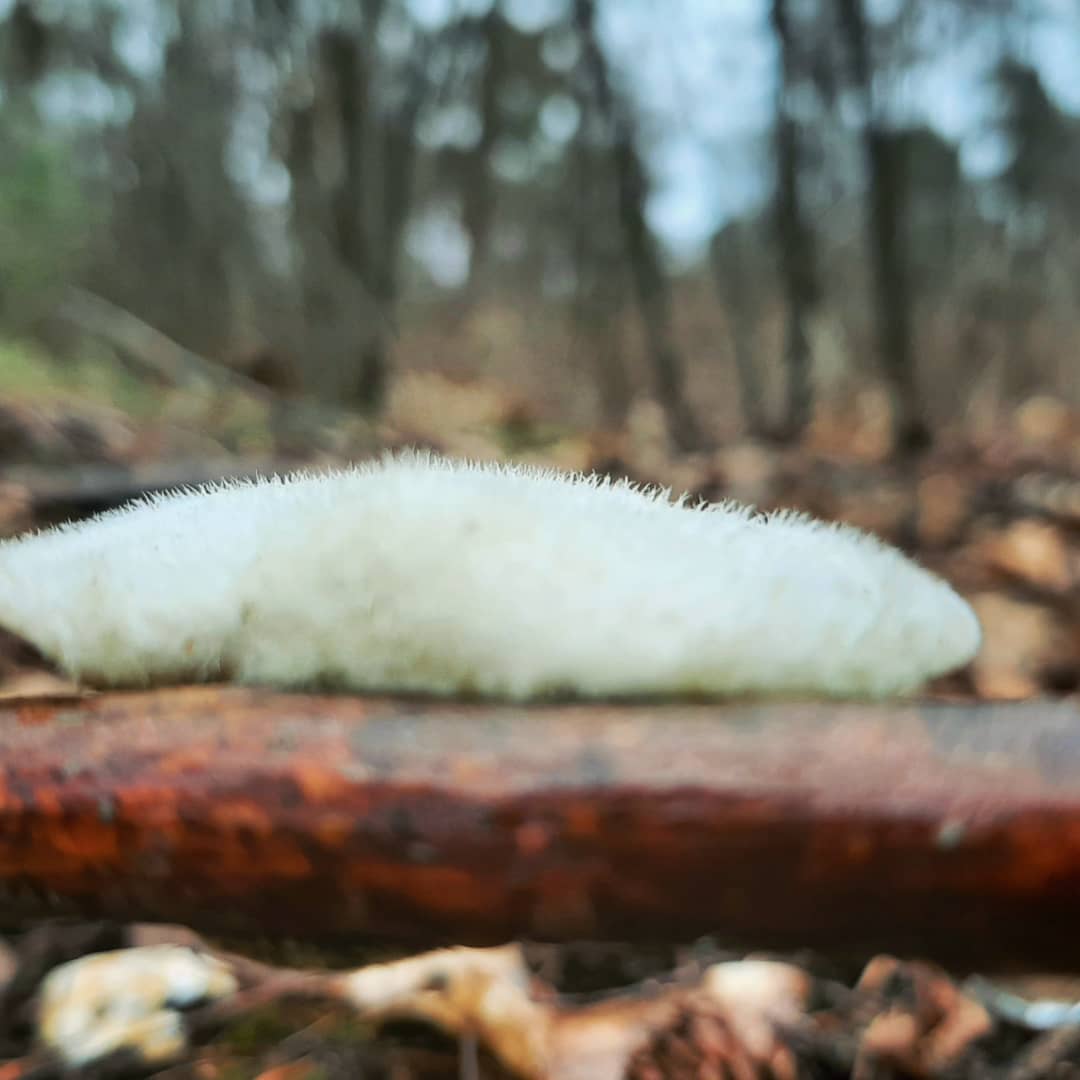 Bureau_RIS's tweet image. Wat is er passender dan na een goed gesprek over ontwerpen van sensorisch #beleeftuin voor ernstig zieke kinderen het naastgelegen bos in te duiken om tijdens een flinke regenbui de boslucht op te snuiven... #boswandeling #Elst #heuvelrug #groendoetgoed #groenontzorgd #zintuigen