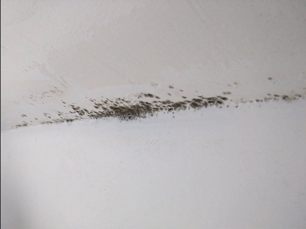FlyingFreshLife's tweet image. Well done @Airbnb, you get the award for the worst travel experience of my life! Booked an apartment for 2 months, it turned out to be infested with black mold. Airbnb wouldn't refund me despite providing evidence. Still suffering health effects weeks after. Great job Airbnb!😡🤢