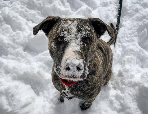 HumaneBoulder's tweet photo. ‼️ CLOSURE NOTICE ‼️ All HSBV services, including the Community Resource Center will be CLOSED on Saturday, March 13 & Sunday, March 14, 2021 due to weather. We're grateful to our dedicated team caring for the animals this weekend. Please stay safe & warm! #COWx #WeatherClosure https://t.co/Bjjn6NoXK7