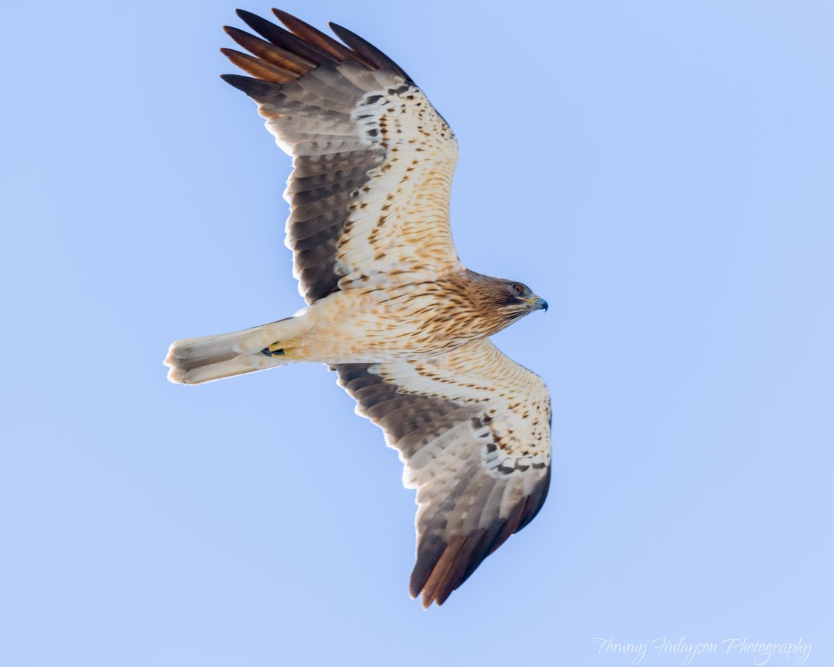 Tommy Finlayson 🇬🇧🇬🇮 (@TommyFinlayson) on Twitter photo 2021-03-12 19:11:46 Booted eagle light morph having just crossed the #StraitofGibraltar #Gibraltar #birdphotography #BirdsSeenIn2021 #birds #birdsofprey #Raptors Booted eagle light morph having just crossed the #StraitofGibraltar #Gibraltar #birdphotography #BirdsSeenIn2021 #birds #birdsofprey #Raptors