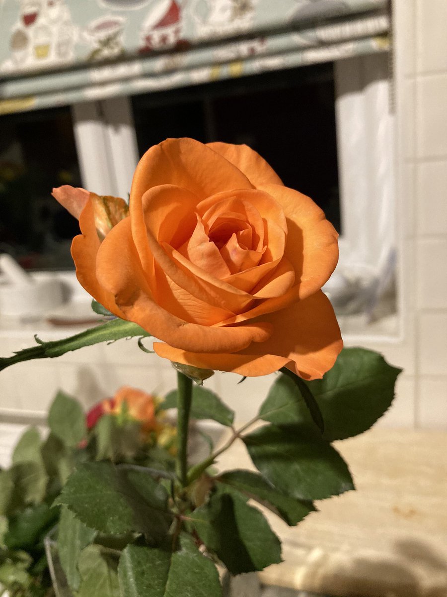 One of the beautiful #roses my husband gave me at #valentinesday2021 and my #painting of the #Orange #rose. #acrylicpainting #flower #Flowers #naturephotograpahy #nature #flowerphotography #art #Artists #naturelover #naturelovers #artwork #paintings #artshare #garden