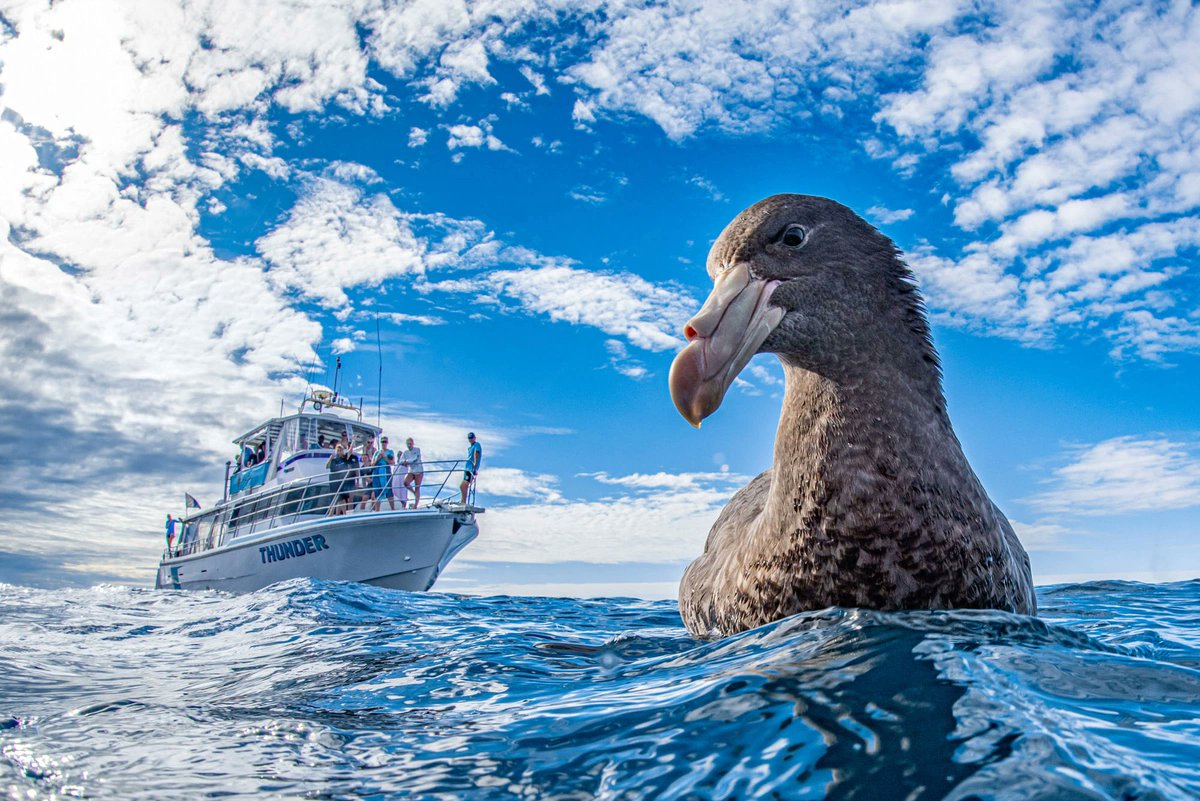 MeredithFrost's tweet photo. Winners of the 2020 World Nature Photography Awards: https://t.co/vSf6Jsp94j https://t.co/b0P3E1GrxO