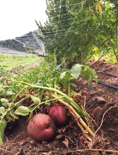 SunAndEarthCert's tweet image. Potatoes planted on both side of cannabis rows at @East_Fork_Farms. Guess you could say they put the POT in potato! S+E farms consider the role their farming plays w/in the larger ecosystem. To create a thriving landscape farmers can work to enhance biodiversity of plants.