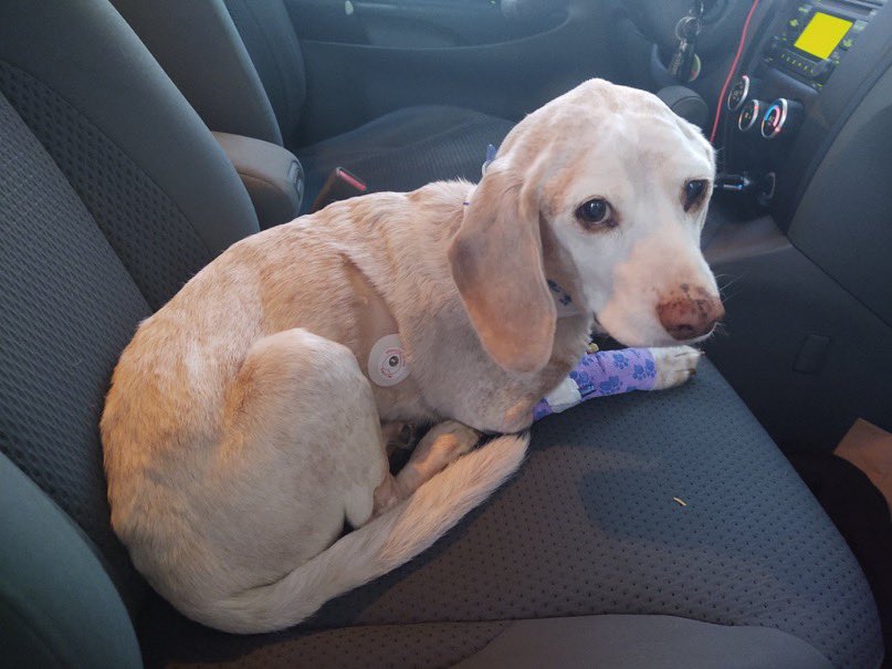 dog_rates's tweet image. This is Fenrir. He’s named after a Norse wolf god, which feels appropriate after the strength he’s shown the last 6 months. He’s been carrying around an enlarged spleen that we now know was cancerous. You can help Fenrir afford his treatment below. 13/10

gofundme.com/f/hey-fenrir-t…