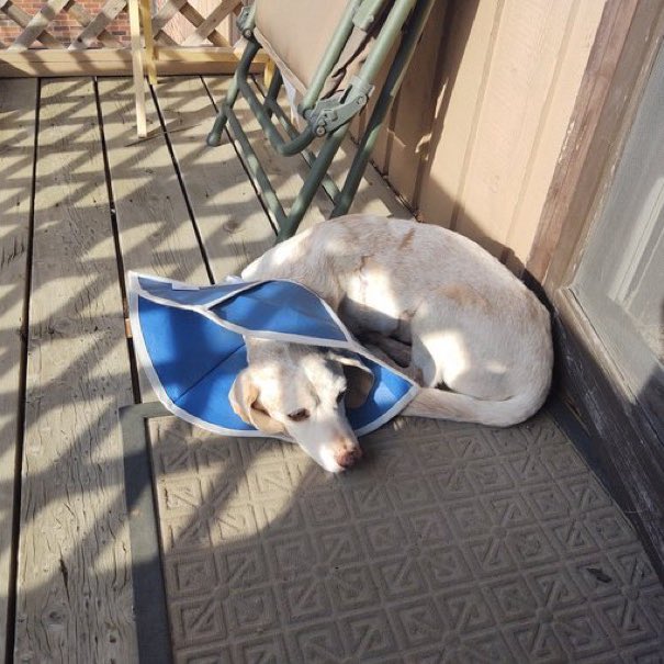 dog_rates's tweet image. This is Fenrir. He’s named after a Norse wolf god, which feels appropriate after the strength he’s shown the last 6 months. He’s been carrying around an enlarged spleen that we now know was cancerous. You can help Fenrir afford his treatment below. 13/10

gofundme.com/f/hey-fenrir-t…