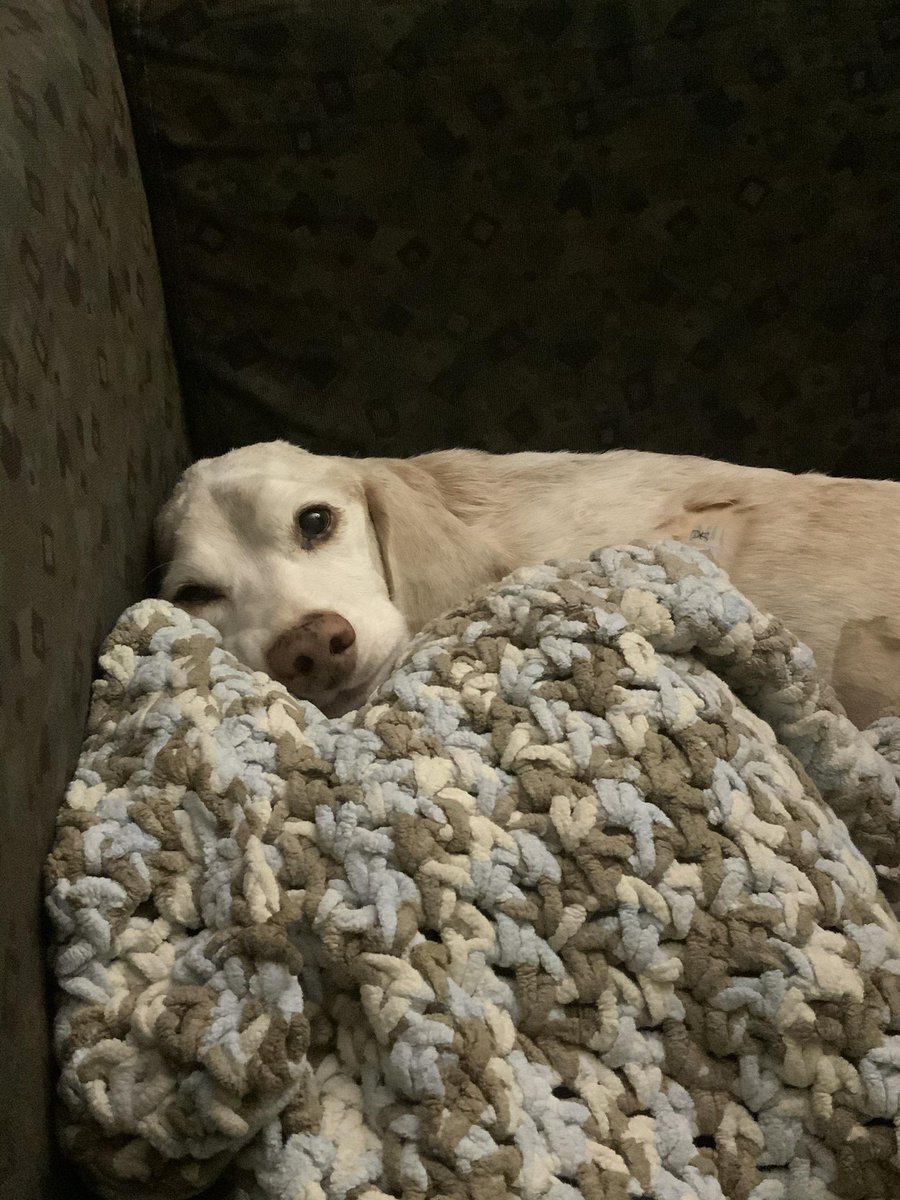 dog_rates's tweet image. This is Fenrir. He’s named after a Norse wolf god, which feels appropriate after the strength he’s shown the last 6 months. He’s been carrying around an enlarged spleen that we now know was cancerous. You can help Fenrir afford his treatment below. 13/10

gofundme.com/f/hey-fenrir-t…