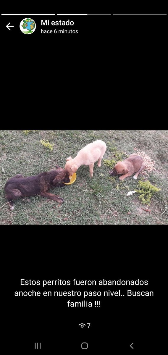 EsteisiconE's tweet photo. Tres perritos abandonados en la via.. los traje a casa pero me es imposible quedarmelos.. Por Favor Rt Buscan familia en Maipu . Dos machos y una hembra https://t.co/FtUohhI9nl