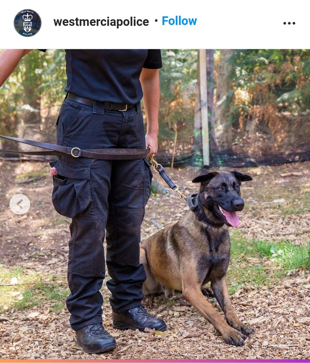 LeominsterCops's tweet photo. The first pic is Pd Jackson when he is arriving for the start of his shift #butterwouldntmelt .

The second pic is PD Jackson at work 👮‍♀️🐕#lookatthoseteeth #whatbigteethyouhave #landshark 🐾 #goodboy 😬 https://t.co/wpsoxpaVT1