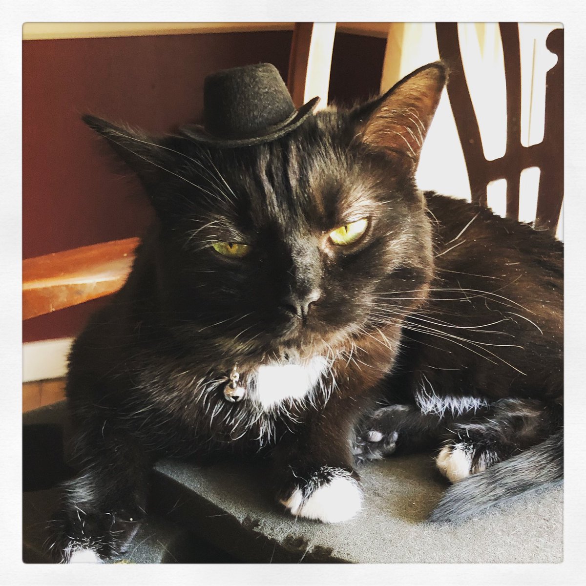 blackraynecloud's tweet photo. Tiny hat on a tiny cat... as is quite obvious by that glare, she was less than amused. 100% worth it though. 🤣🤣🤣
#catsofinstagram #tuxedocatsofinstagram #tuxedocatsrule #morticia #tinyhatsoncats #tinyhatonatinycat https://t.co/UeF3eaB94x