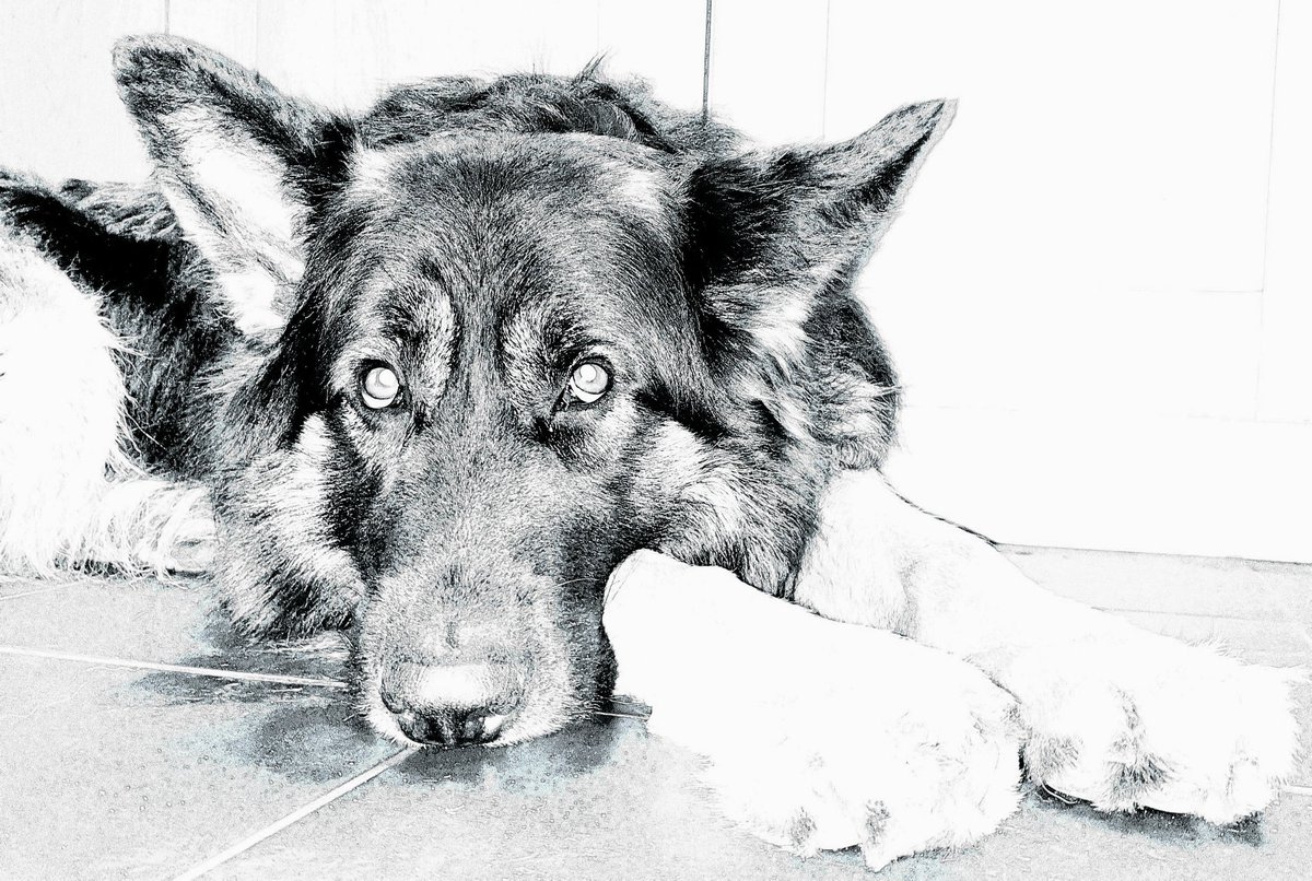 SolartheGSD's tweet photo. My cute little brother @OceantheGSD https://t.co/XNB0Lk6WQN