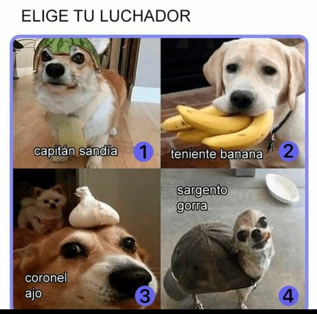 LaPeceraTONTA🐟#HDF tweet media