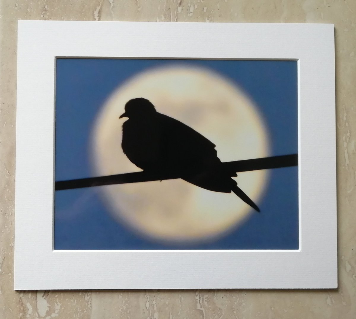 Moon Dove - 10x8 mounted print. Available here; https://www.carlbovis.com/product-page/moon-dove-10x8-signed-and-mounted-print 