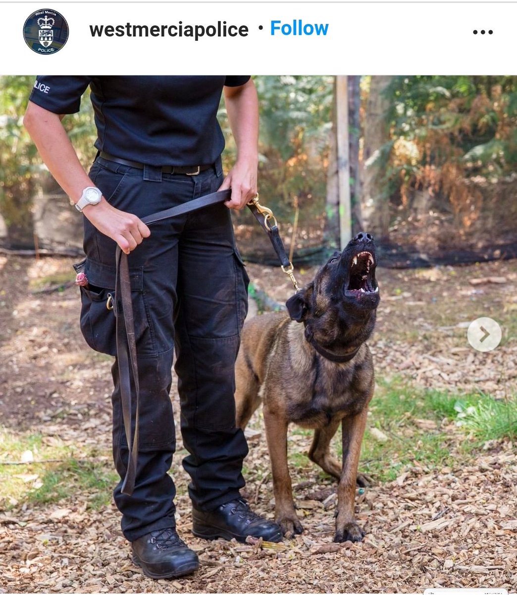 LeominsterCops's tweet photo. The first pic is Pd Jackson when he is arriving for the start of his shift #butterwouldntmelt .

The second pic is PD Jackson at work 👮‍♀️🐕#lookatthoseteeth #whatbigteethyouhave #landshark 🐾 #goodboy 😬 https://t.co/wpsoxpaVT1