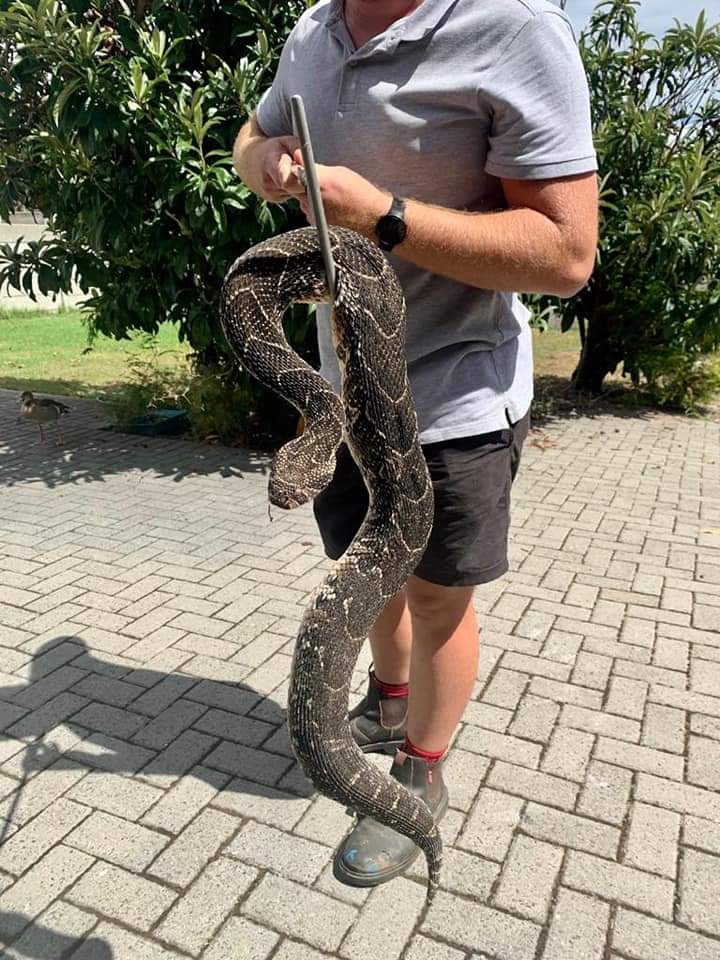 shabierja's tweet image. 'Massive #puffadder #snake found/caught in Worcester, Western Cape' #copied 💯🇿🇦🐍