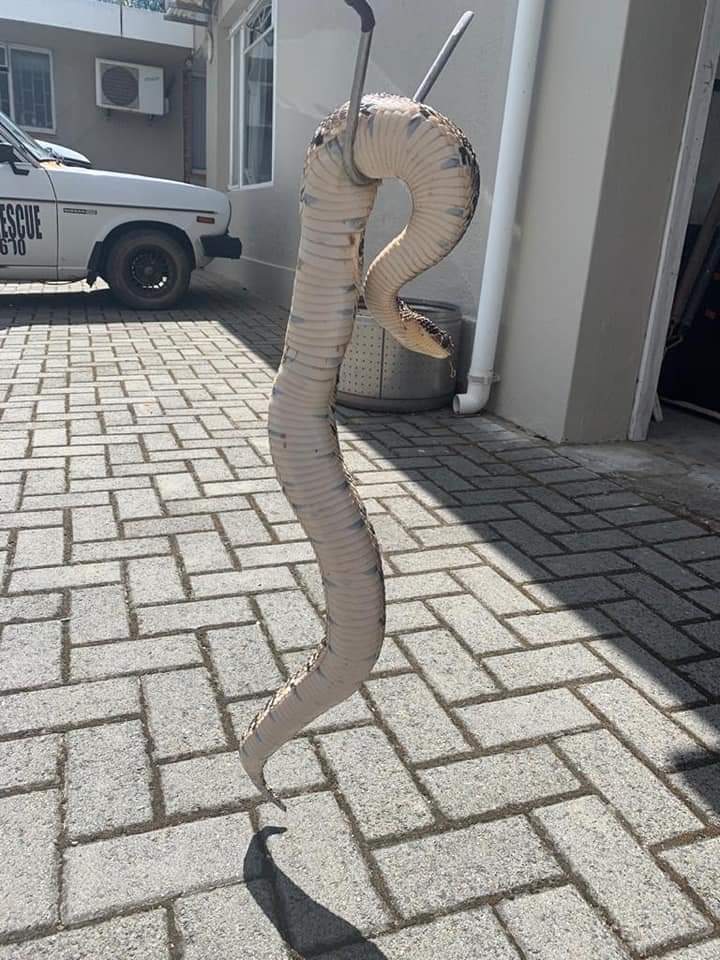 shabierja's tweet image. 'Massive #puffadder #snake found/caught in Worcester, Western Cape' #copied 💯🇿🇦🐍