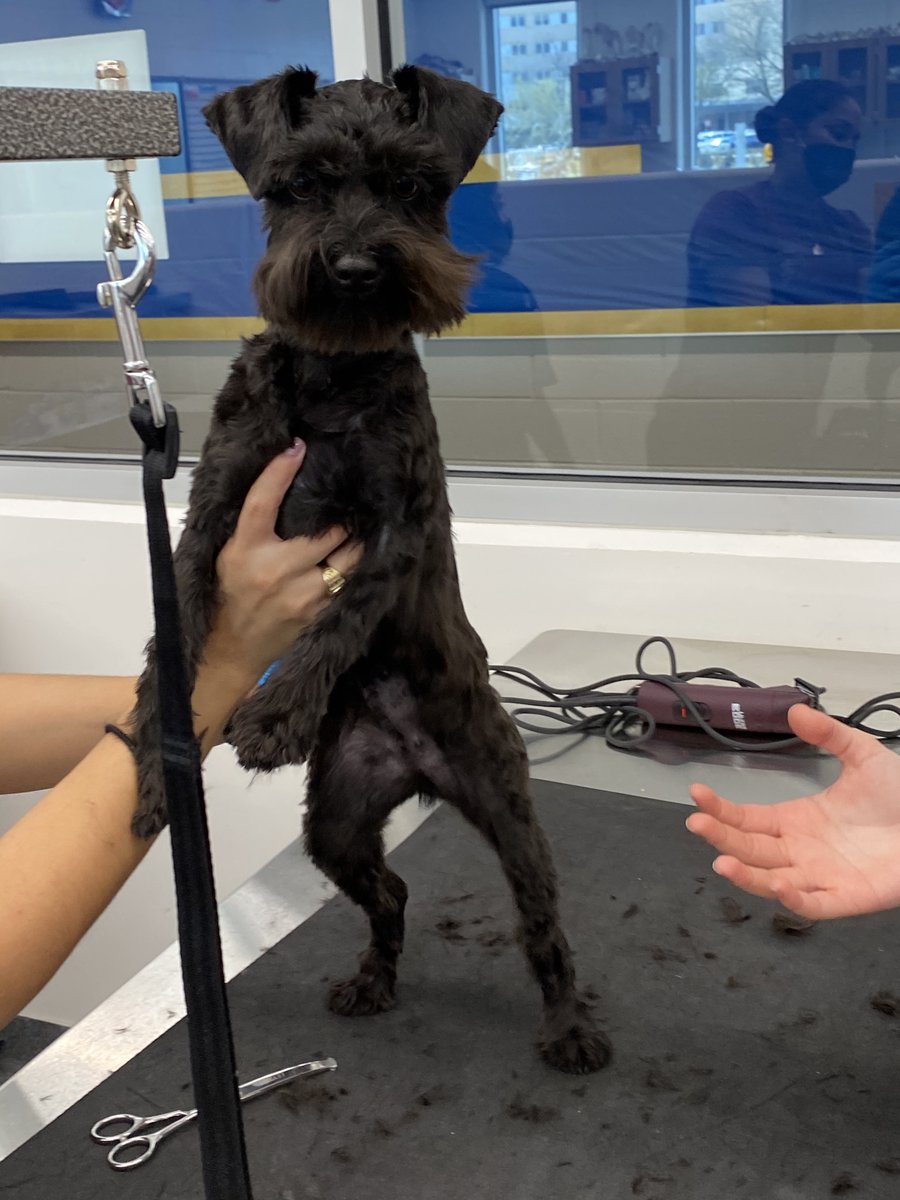 Alief_Career's tweet photo. Molly got a new haircut for Spring Break 🌷🐾 Alief Independent School District @AliefISD @AliefCTE @AliefVetScience @MizSantillan #OneAlief https://t.co/uG3ao6DVvg