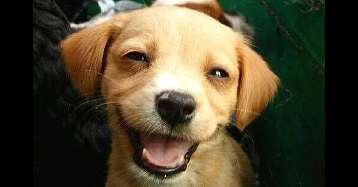 Phase Change Software tweet media