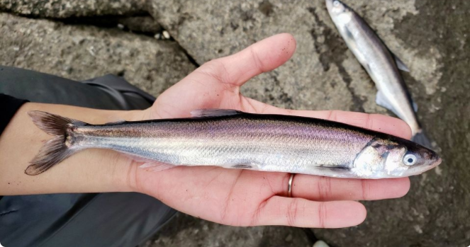 Spring time = eulachon time.

Inspiring and informative presentation on Eulachon in the Skeena River by Ts'msyen Katelyn Barnett. A young scientist and leader in the community. 🐟❤️

zoom.us/rec/play/emlBt…