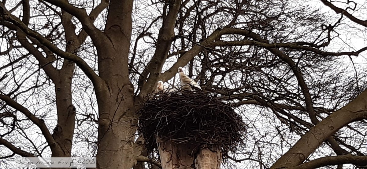 #schaffelaarsebos #koewei #barneveld