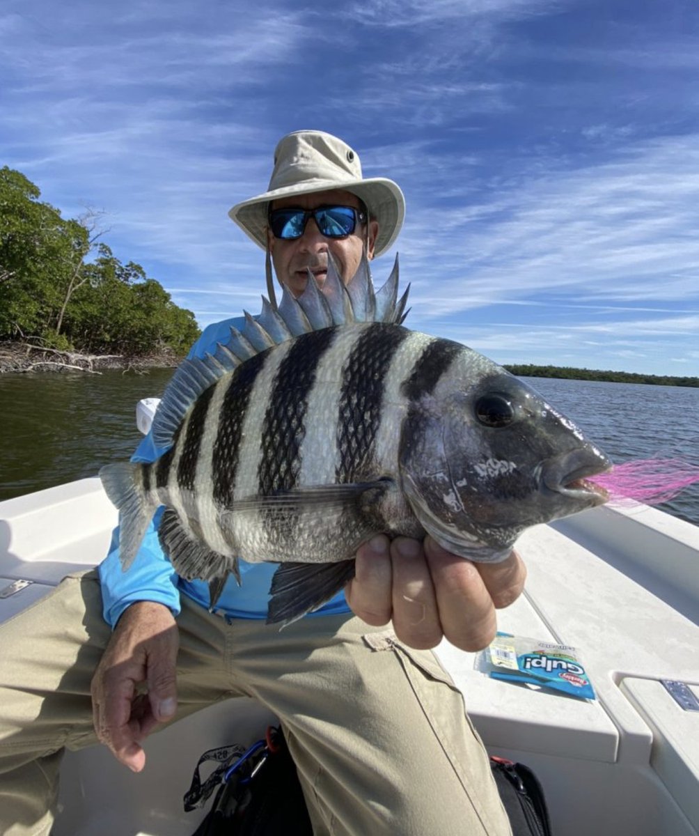 gofishanywhere's tweet photo. Sheepshead on the fly! Not a bad way to kick off the weekend 😜

 ➡️  https://t.co/2FG3bb4xki https://t.co/BSaDs2KeZw